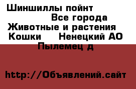 Шиншиллы пойнт ns1133,ny1133. - Все города Животные и растения » Кошки   . Ненецкий АО,Пылемец д.